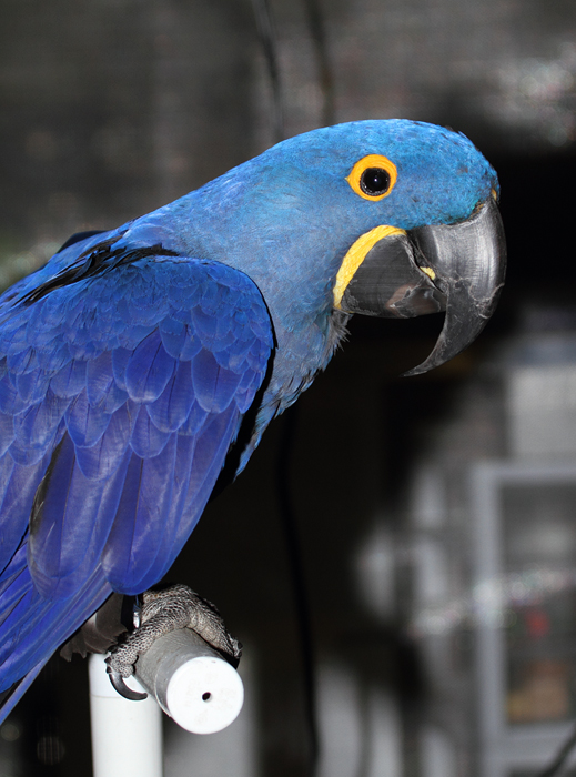 Hyacinth Macaw - Rehabilitation at the National Aquarium (12/31/2009). Photo by Bill Hubick.