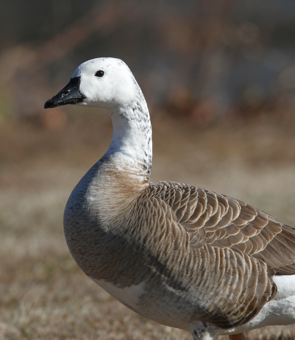 Two hybrid geese photographed in St. Mary's Co., Maryland (1/3/2010). Photo by Bill Hubick.