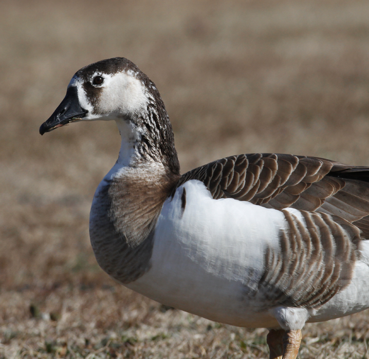 Two hybrid geese photographed in St. Mary's Co., Maryland (1/3/2010). Photo by Bill Hubick.