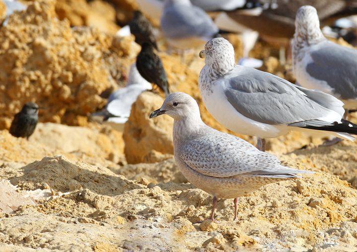 A Kumlien's Iceland Gull at the Salisbury Landfill, Wicomico Co., Maryland (1/9/2010). Photo by Bill Hubick.