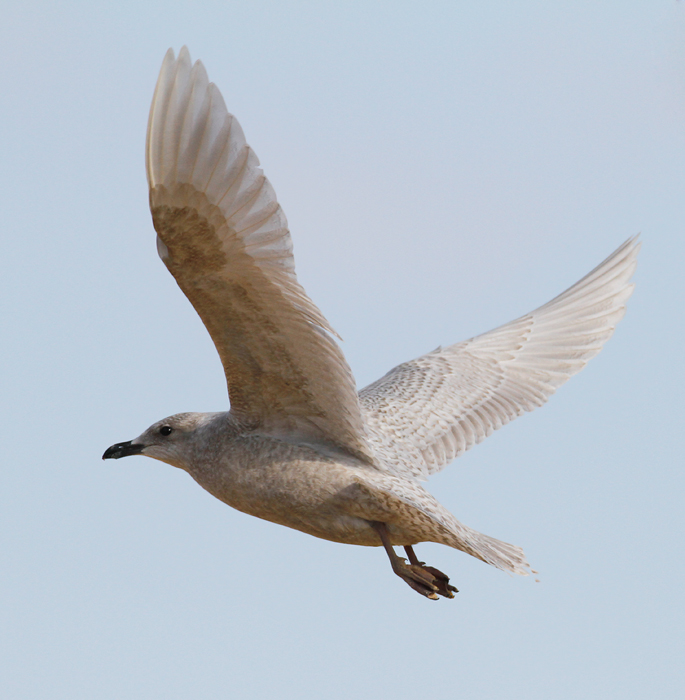 A Kumlien's Iceland Gull at the Salisbury Landfill, Wicomico Co., Maryland (1/9/2010). Photo by Bill Hubick.