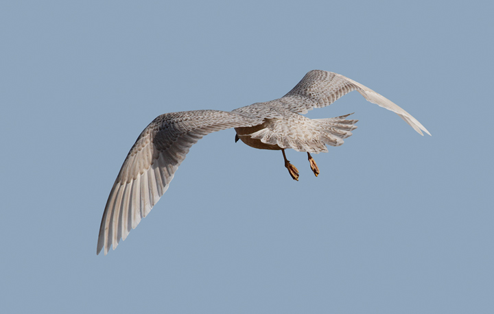 A Kumlien's Iceland Gull at the Salisbury Landfill, Wicomico Co., Maryland (1/9/2010). Photo by Bill Hubick.