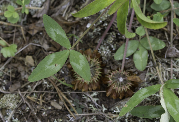 Kate's-Mountain Clover (<em>Trifolium virginicum</em>) in Allegany Co., Maryland (6/4/2011). Threatened species in Maryland. Photo by Bill Hubick.