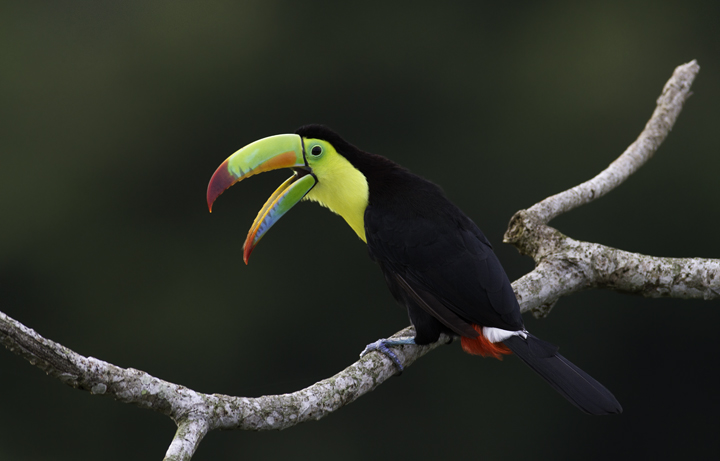 Mind-blowing views of a Keel-billed Toucan near Gamboa, Panama (7/17/2010). Photo by Bill Hubick.