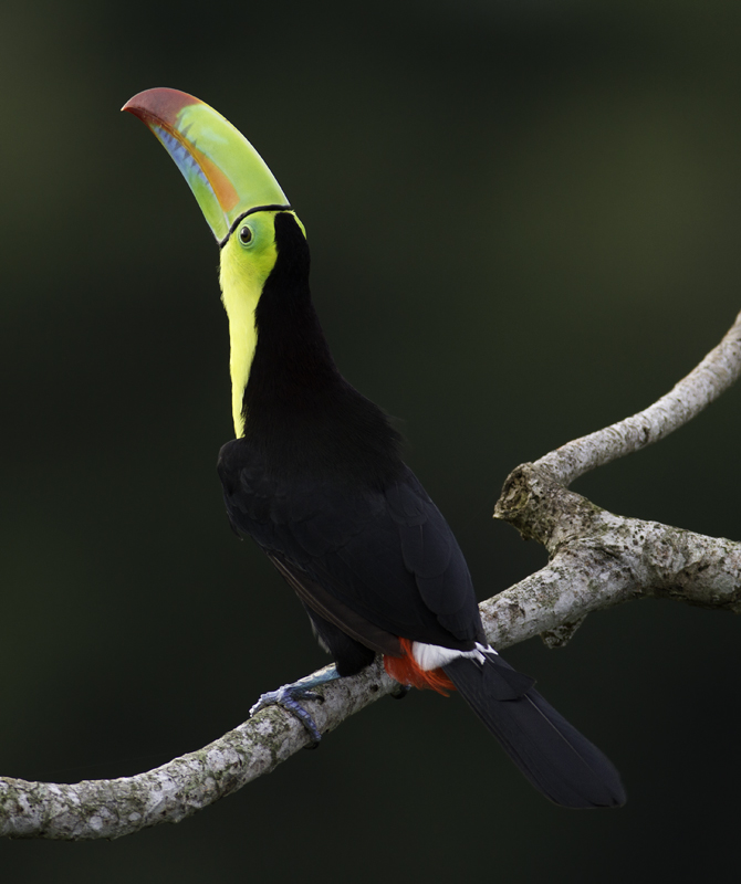 Mind-blowing views of a Keel-billed Toucan near Gamboa, Panama (7/17/2010). Photo by Bill Hubick.