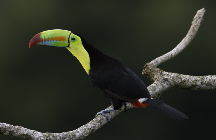 Mind-blowing views of a Keel-billed Toucan near Gamboa, Panama (7/17/2010). Photo by Bill Hubick.