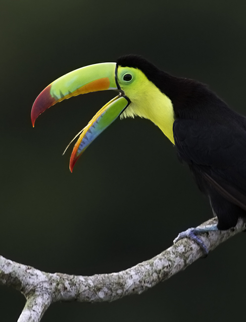 Mind-blowing views of a Keel-billed Toucan near Gamboa, Panama (7/17/2010). Photo by Bill Hubick.