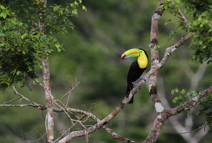 A Keel-billed Toucan - how could these guys <em>not</em> be a favorite? Photo by Bill Hubick.