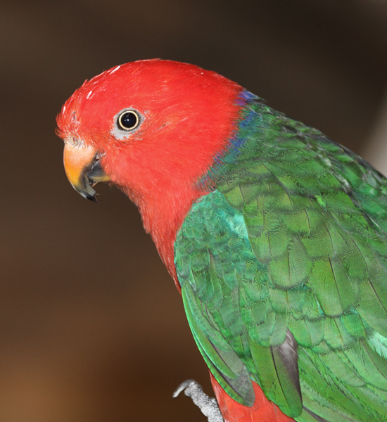 Bill Hubick Photography - Maryland Birds - Birds of the National ...