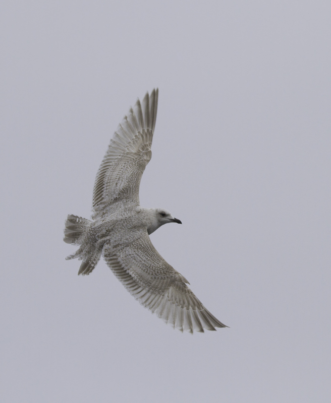 A first-cycle Kumlien's Gull also followed the boat for many miles (Maryland, 2/5/2011). Photo by Bill Hubick.