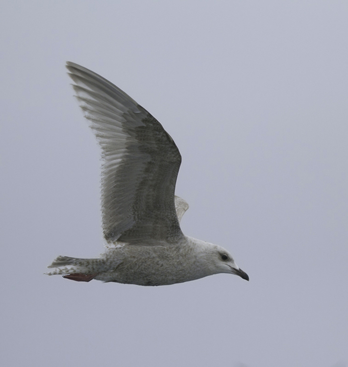 A first-cycle Kumlien's Gull also followed the boat for many miles (Maryland, 2/5/2011). Photo by Bill Hubick.
