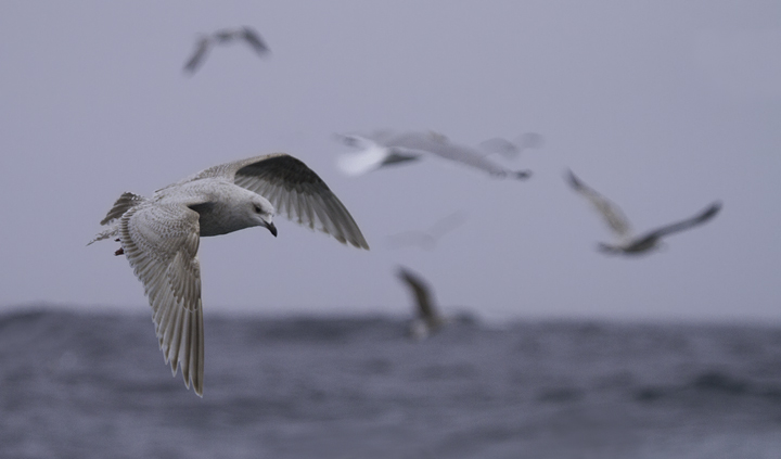 A first-cycle Kumlien's Gull also followed the boat for many miles (Maryland, 2/5/2011). Photo by Bill Hubick.