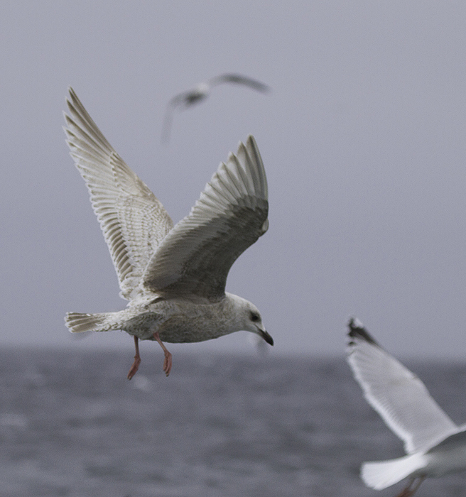 A first-cycle Kumlien's Gull also followed the boat for many miles (Maryland, 2/5/2011). Photo by Bill Hubick.