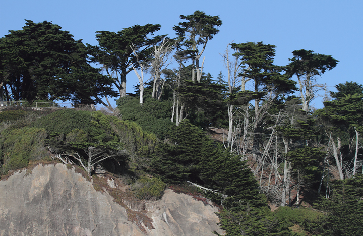 Lands End near Seal Rock, California Photo by Bill Hubick.