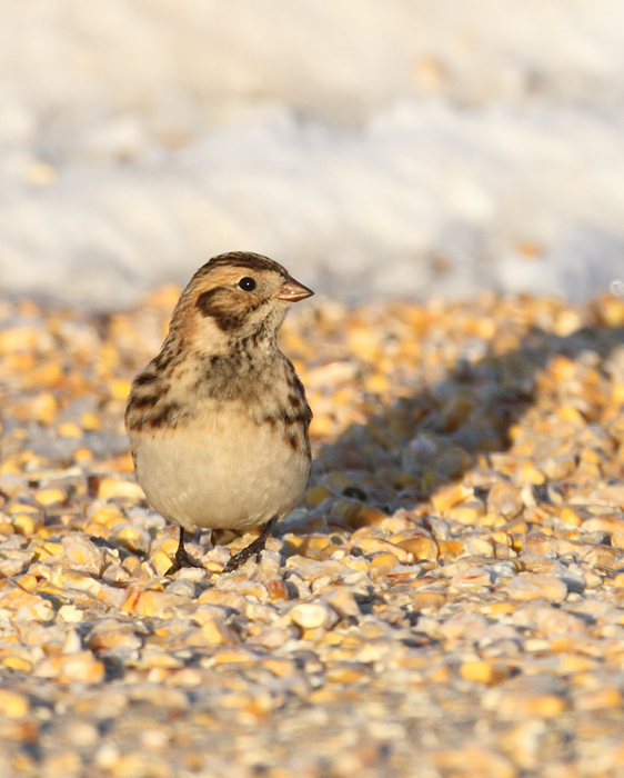 Lapland Longspurs at first light in Caroline Co., Maryland (12/24/2009). Today was easily my best photographic encounter with this species to date. Exciting.