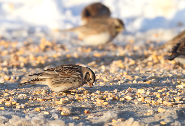 Lapland Longspurs at first light in Caroline Co., Maryland (12/24/2009). Today was easily my best photographic encounter with this species to date. Exciting.