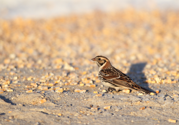 Lapland Longspurs at first light in Caroline Co., Maryland (12/24/2009). Today was easily my best photographic encounter with this species to date. Exciting.