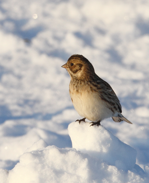 Lapland Longspurs at first light in Caroline Co., Maryland (12/24/2009). Today was easily my best photographic encounter with this species to date. Exciting.