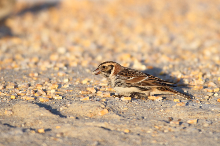 Lapland Longspurs at first light in Caroline Co., Maryland (12/24/2009). Today was easily my best photographic encounter with this species to date. Exciting.