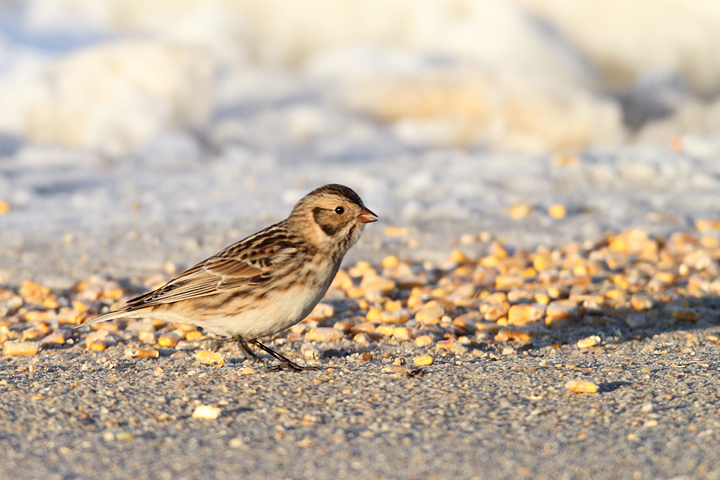 Lapland Longspurs at first light in Caroline Co., Maryland (12/24/2009). Today was easily my best photographic encounter with this species to date. Exciting.