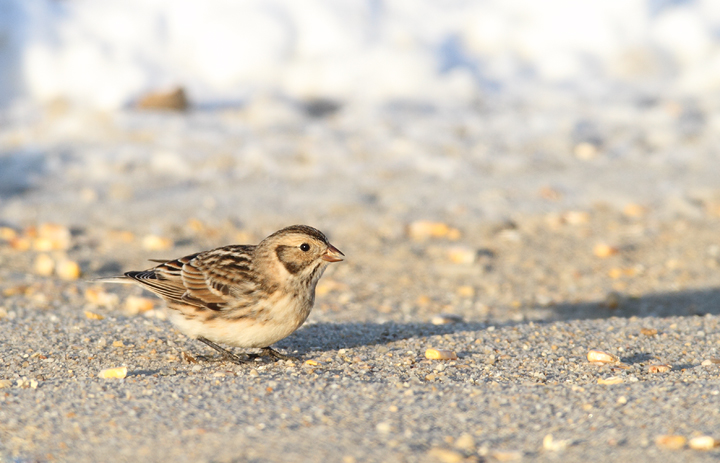 Lapland Longspurs at first light in Caroline Co., Maryland (12/24/2009). Today was easily my best photographic encounter with this species to date. Exciting.