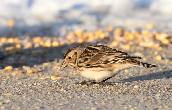 Lapland Longspurs at first light in Caroline Co., Maryland (12/24/2009). Today was easily my best photographic encounter with this species to date. Exciting.