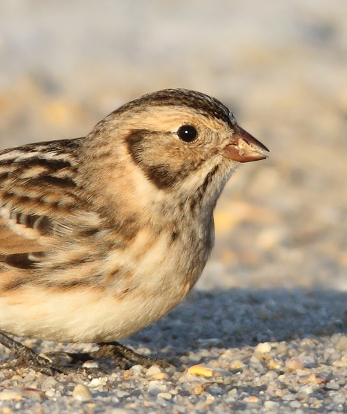 Lapland Longspurs at first light in Caroline Co., Maryland (12/24/2009). Today was easily my best photographic encounter with this species to date. Exciting.