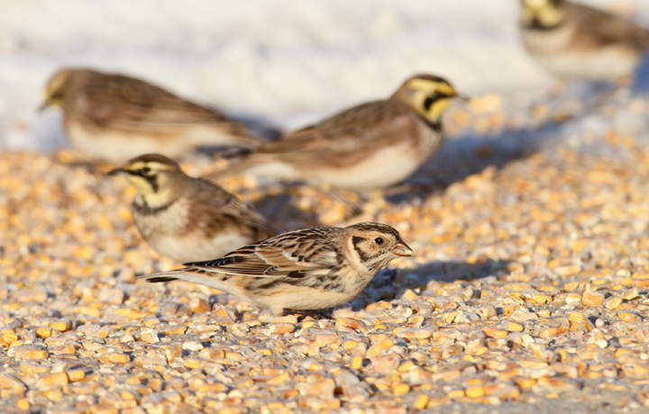 Lapland Longspurs at first light in Caroline Co., Maryland (12/24/2009). Today was easily my best photographic encounter with this species to date. Exciting.