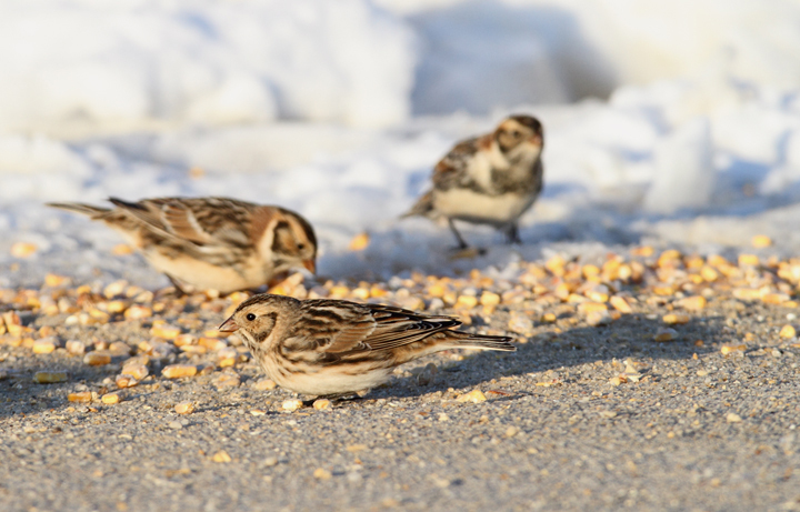 Lapland Longspurs at first light in Caroline Co., Maryland (12/24/2009). Today was easily my best photographic encounter with this species to date. Exciting.