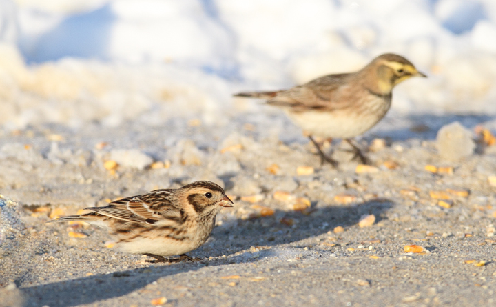 Lapland Longspurs at first light in Caroline Co., Maryland (12/24/2009). Today was easily my best photographic encounter with this species to date. Exciting.