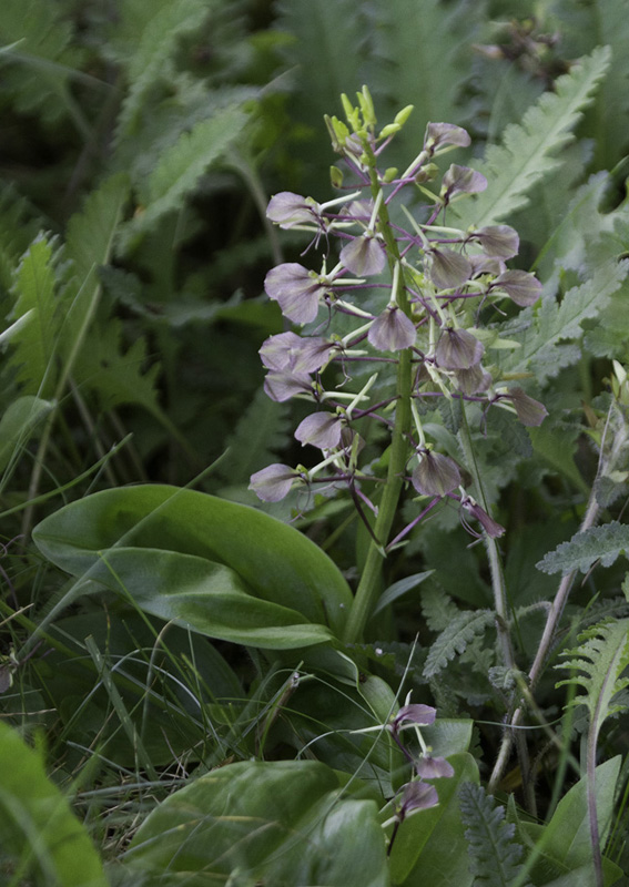 Large Twayblade, a native orchird, in Garrett Co., Maryland (6/12/2011). Photo by Bill Hubick.