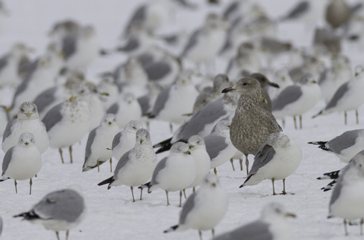 For fun, I'll point out that this bird recalls Glaucous Gull for me. How often are these impressions due to hybridization/backcrosses in a bird's past? I can't help but think that such distant backcrosses should be fairly common. Photo by Bill Hubick.