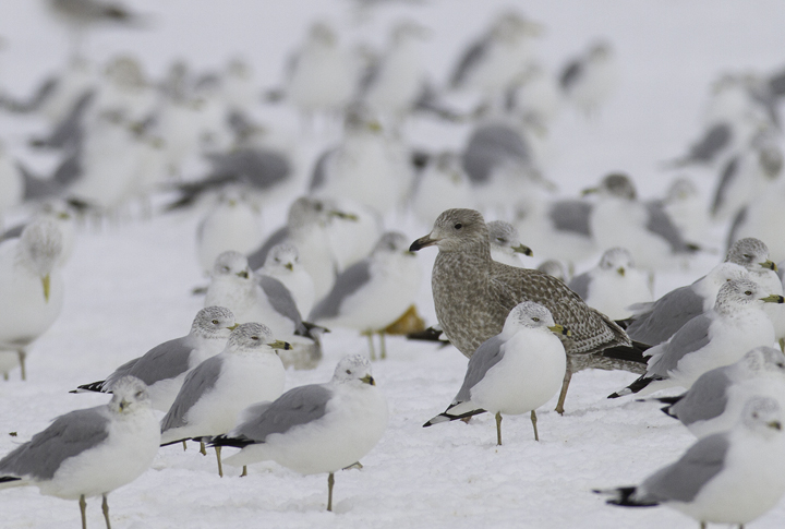 For fun, I'll point out that this bird recalls Glaucous Gull for me. How often are these impressions due to hybridization/backcrosses in a bird's past? I can't help but think that such distant backcrosses should be fairly common. Photo by Bill Hubick.