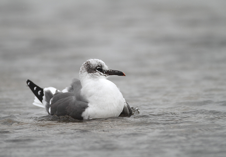 A Laughing Gull at the Ocean City Inlet, Maryland. There were five present on 12/13/2009, which
		was my new late date in Maryland by one day.