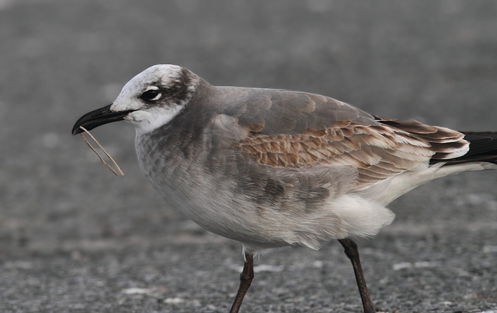 A Laughing Gull at the Ocean City Inlet, Maryland (11/11/2010). Photo by Bill Hubick.