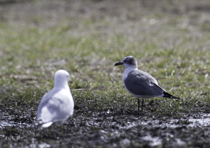 Mikey Lutmerding documented the first Laughing Gull of the season at The Pig Farm in Dorchester Co., Maryland (2/27/2011). This is the same day as last year, and the same day as Delaware and New Jersey's first of the year. Photo by Bill Hubick.
