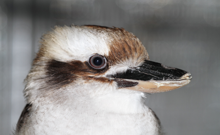 Laughing Kookaburra - Rehabilitation at the National Aquarium (12/31/2009). Photo by Bill Hubick.