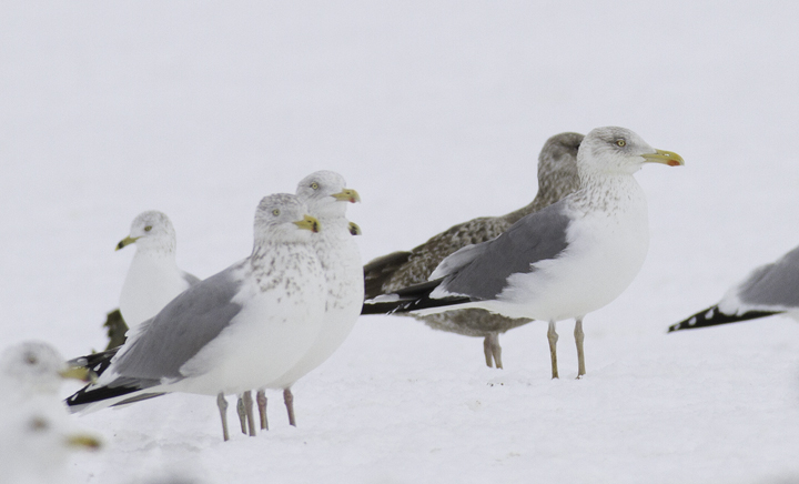 A presumed adult Lesser Black-backed x Herring hybrid at the Charles Co. Landfill, Maryland (1/29/2011). Photo by Bill Hubick.