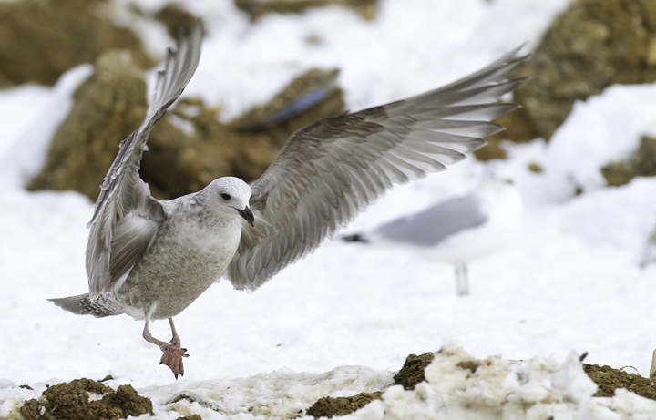 An interesting first-cycle gull at the Charles Co. Landfill, Maryland (1/29/2011). It is most likely just an unusual Herring Gull, but some features had us originally considering Lesser Black-backed x Herring hybrid. Photo by Bill Hubick.