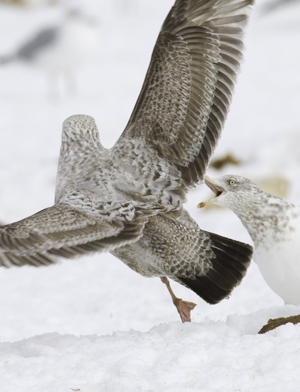 An interesting first-cycle gull at the Charles Co. Landfill, Maryland (1/29/2011). It is most likely just an unusual Herring Gull, but some features had us originally considering Lesser Black-backed x Herring hybrid. Photo by Bill Hubick.