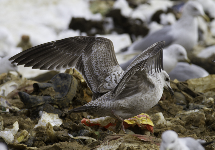 An interesting first-cycle gull at the Charles Co. Landfill, Maryland (1/29/2011). It is most likely just an unusual Herring Gull, but some features had us originally considering Lesser Black-backed x Herring hybrid. Photo by Bill Hubick.