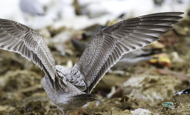 An interesting first-cycle gull at the Charles Co. Landfill, Maryland (1/29/2011). It is most likely just an unusual Herring Gull, but some features had us originally considering Lesser Black-backed x Herring hybrid. Photo by Bill Hubick.