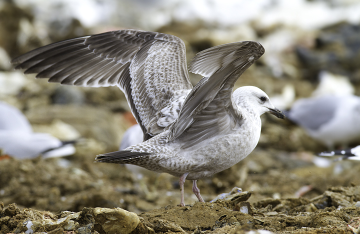 An interesting first-cycle gull at the Charles Co. Landfill, Maryland (1/29/2011). It is most likely just an unusual Herring Gull, but some features had us originally considering Lesser Black-backed x Herring hybrid. Photo by Bill Hubick.