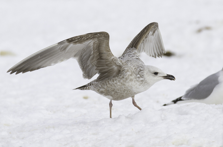 An interesting first-cycle gull at the Charles Co. Landfill, Maryland (1/29/2011). It is most likely just an unusual Herring Gull, but some features had us originally considering Lesser Black-backed x Herring hybrid. Photo by Bill Hubick.