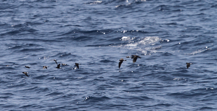 Leach's Storm-Petrel among Wilson's Storm-Petrels and an Audubon's Shearwater - Maryland waters (8/15/2010). Photo by Bill Hubick.