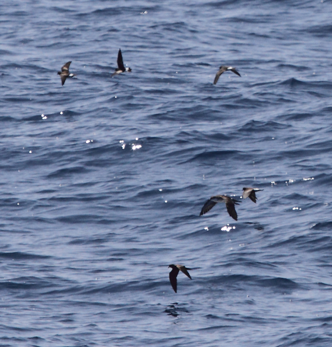 Leach's Storm-Petrel among Wilson's Storm-Petrels and an Audubon's Shearwater - Maryland waters (8/15/2010). Photo by Bill Hubick.