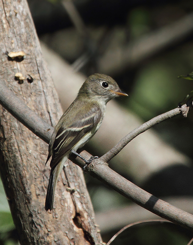 A Least Flycatcher in Anne Arundel Co., Maryland (9/15/2010). Photo by Bill Hubick.