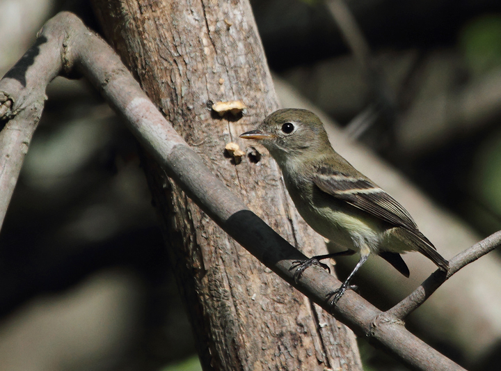 A Least Flycatcher in Anne Arundel Co., Maryland (9/15/2010). Photo by Bill Hubick.