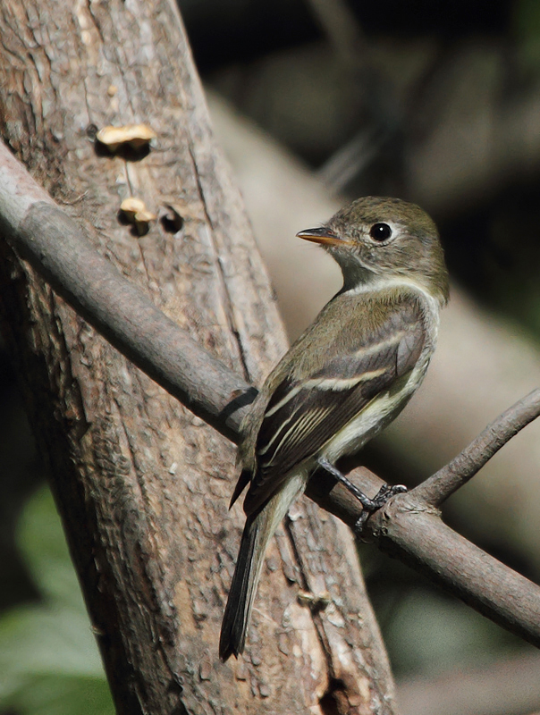 A Least Flycatcher in Anne Arundel Co., Maryland (9/15/2010). Photo by Bill Hubick.