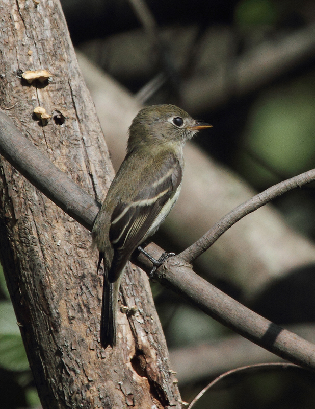 A Least Flycatcher in Anne Arundel Co., Maryland (9/15/2010). Photo by Bill Hubick.